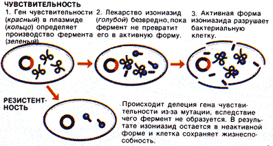 Рис. 36. Развитие лекарственной устойчивости у М. tuberculosis в организме больного СПИДом.