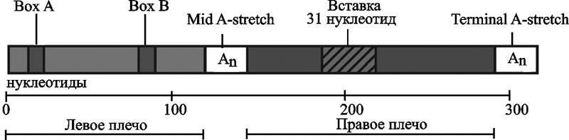 Рис. 11. Архитектура Alu-элемента