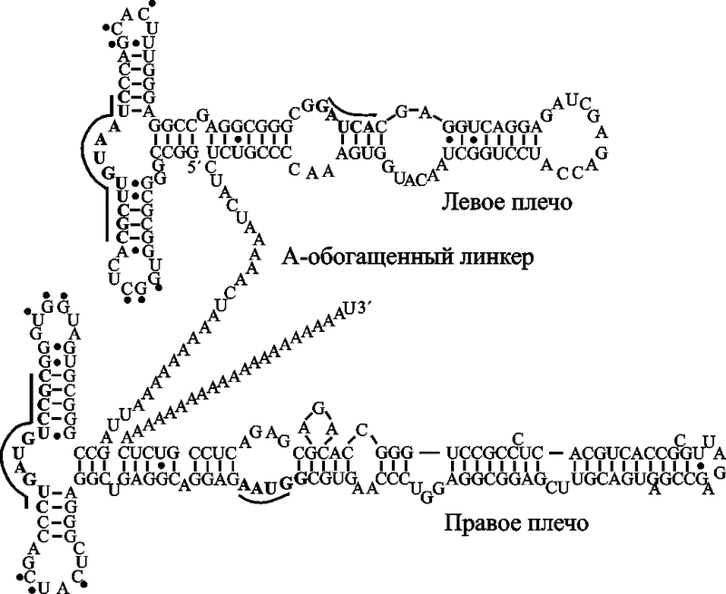 Рис. 12. Вторичная структура Alu-РНК
