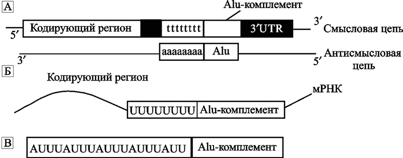 Рис. 16. Схематическое изображение образования ARE
