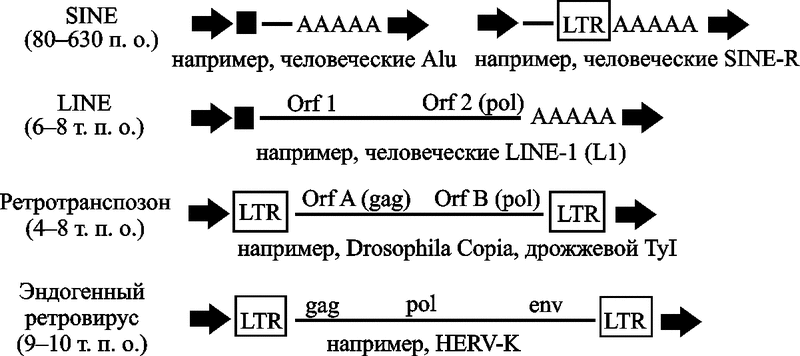Рис. 3. Структурные особенности наиболее часто встречающихся ретроэлементов