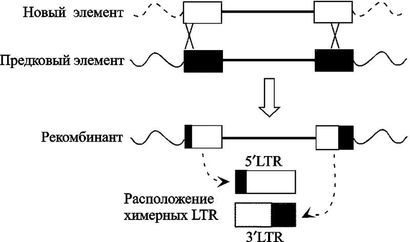 Рис. 5. Образование через гомологичную рекомбинацию химерных LTR в HERV-K6p21