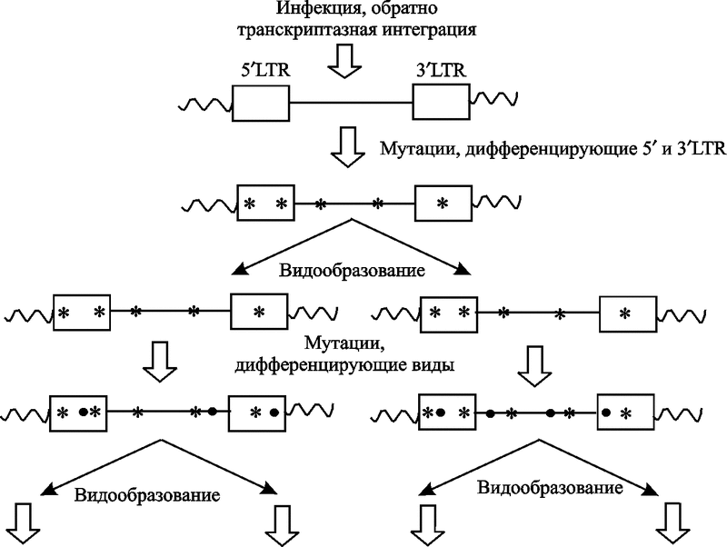 Рис. 7. Эндогенная ретровирусная эволюция