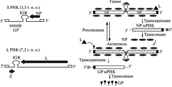 Рис. 3.114. Организация генома и репликация аренавирусов.