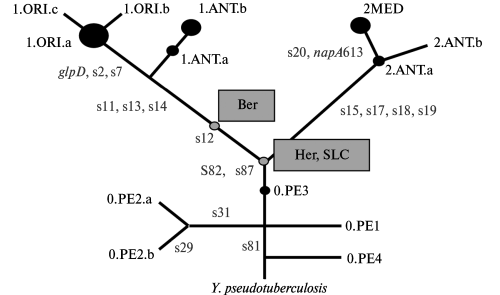 Филогенетическое древо Y. pestis