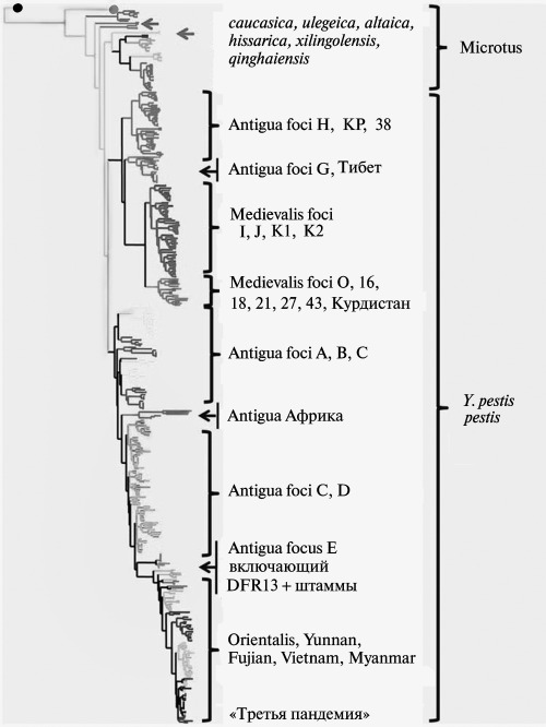 Дендрограмма Y. pestis