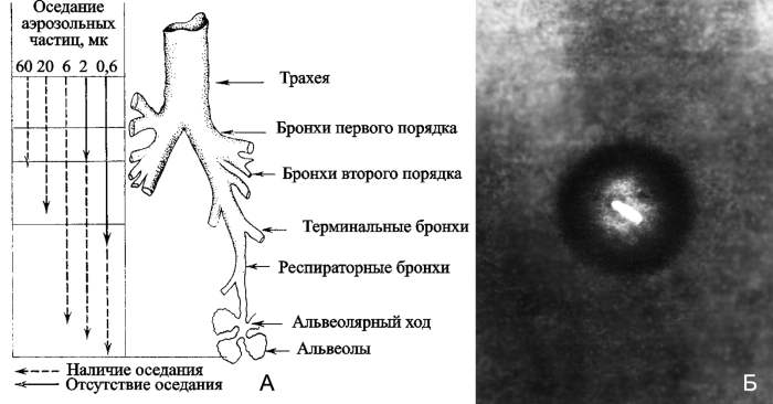 Рис. 7. Ингаляционное инфицирование мелкодисперсным аэрозолем