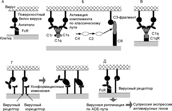 Рисунок 5. Общая схема развития феномена eADE при вирусных инфекциях