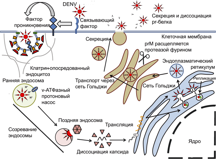Рисунок 7. Жизненный цикл DENV в отсутствие специфических антител