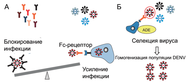 Рисунок 8. Механизм eADE при геморрагической лихорадке Денге