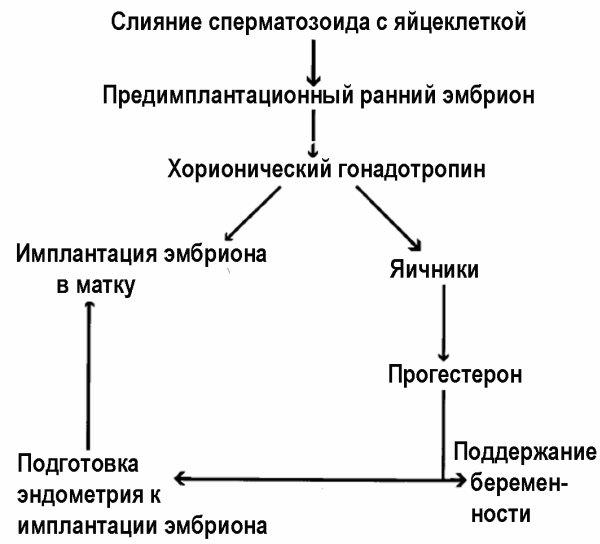 Рис. 11. Роль HCG в развитии беременности