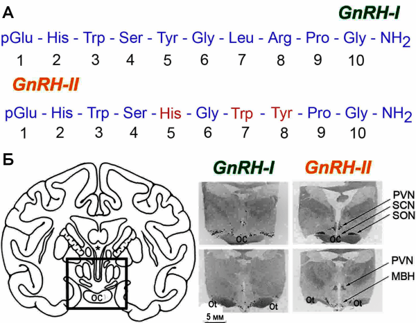 Рис. 4. Молекулярная структура GnRH-I и GnRH-II