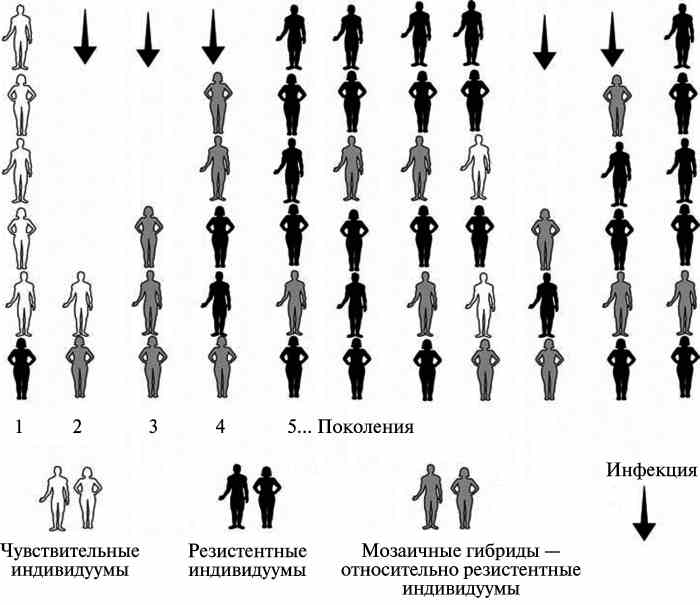 Рис. 2. Формирование возбудителями контагиозных инфекций популяционной резистентности к инфекционным болезням.
