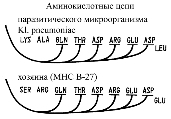Рис. 4. Схема антигенной мимикрии между Klebsiella pneumoniae и МНС человека.