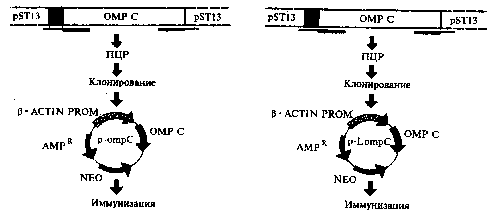 Рис. 2. Схема конструирования антисальмонеллезной ДНК-вакцины