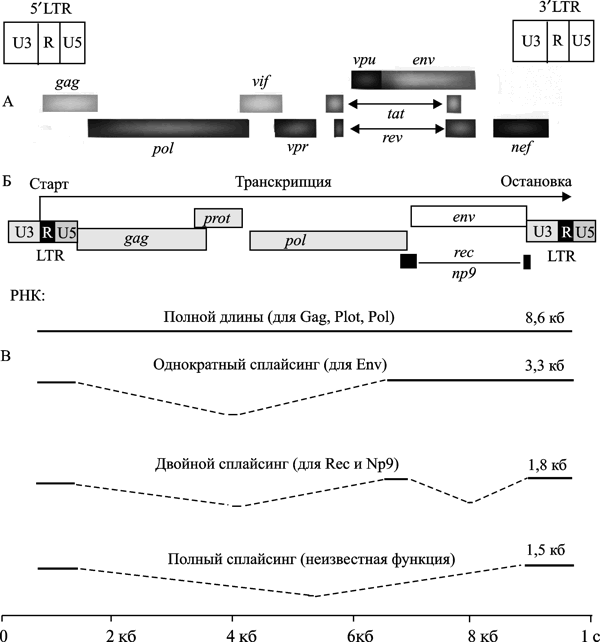 Рис. 2. Схема генома ВИЧ и эндогенного ретровируса HERV-K (HML-2). А. Геном ВИЧ. По S. McBurney, T. Ross (2008). Б. Геном «молодого» эндогенного ретровируса HERV (HML-2). В. Различные типы провирусных транскриптов. По A. Buzdin (2008) 