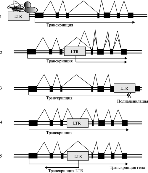 Рис. 4. Потенциальные механизмы контроля генов генома человека эндогенными ретровирусами. 1. Регуляция транскрипции генов через активность энхансеров. 2. Введение новых промоторов. 3. Введение новых полиаденилационных сигналов (терминируют действие РНК-полимеразы второго типа). 4. Разрушение интрон-экзонной структуры существовавших генов. 5. Регулирование экспрессии генов посредством РНК-интерференции. По A. Buzdin (2008)