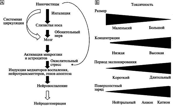 Нейротоксическое действие наночастиц