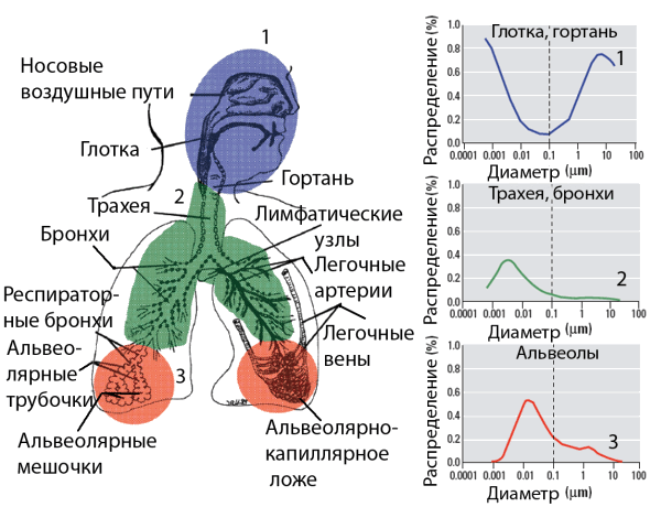 Фракционное отложение ингалированных частиц