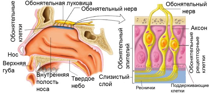 Проникновение наночастиц в мозг через обонятельный эпителий