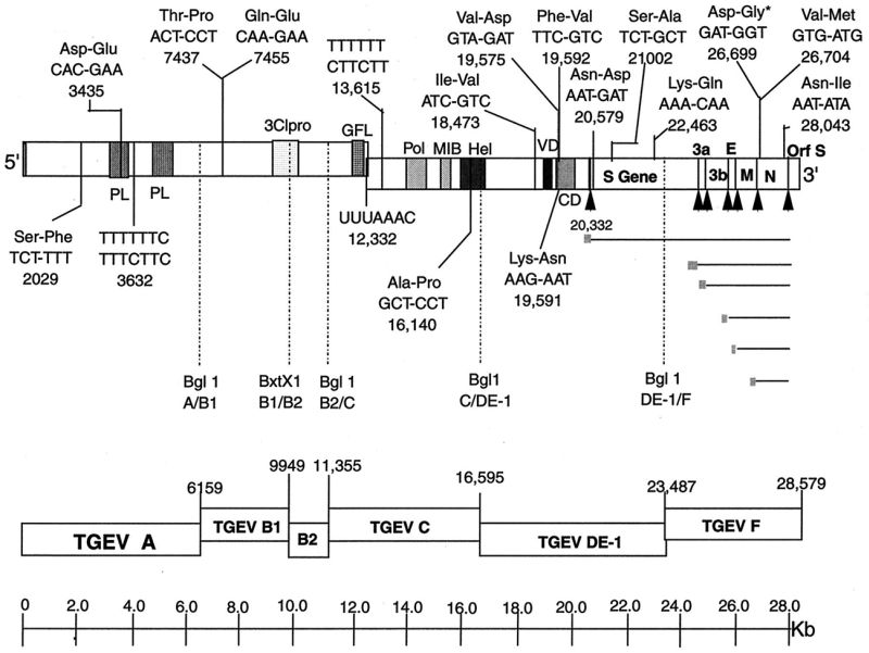 Рисунок 1 – Обратная генетическая система конструирования коронавирусов. Показана общая схема сборки шести клонов кДНК (TGEV A–TGEV F) в полноразмерную кДНК TGEV. Вирус, полученный из бляшек, эффективно реплицировался и проявлял сходную морфологию бляшек в пермиссивных клеточных линиях. Цифровые обозначения соответствуют положению нуклеотидов в геноме вируса. Сокращения: Bgl1 и BxtX1 – рестрикционные эндонуклеазы класса IIS и IIG, формировавшие «липкие концы», по которым шло «бесшовное» соединение клонов кДНК; PL – папаин-подобная протеаза; GFL – домен, подобный фактору роста; Pol – полимеразный мотив; MIB – металл-связывающий мотив (metal-binding motif); Hel – мотив геликазы; VD – вариабельный домен; CD – консервативный домен; ^ – межгенные начала (intergenic starts). Подробности в статье B. Yount et al. [1].
