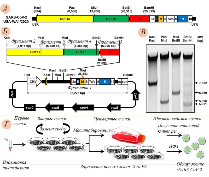 Рисунок 4 – Сборка синтетического генома SARS-CoV-2 в BAC и получение синтетического вируса непосредственно в пермиссивных клетках