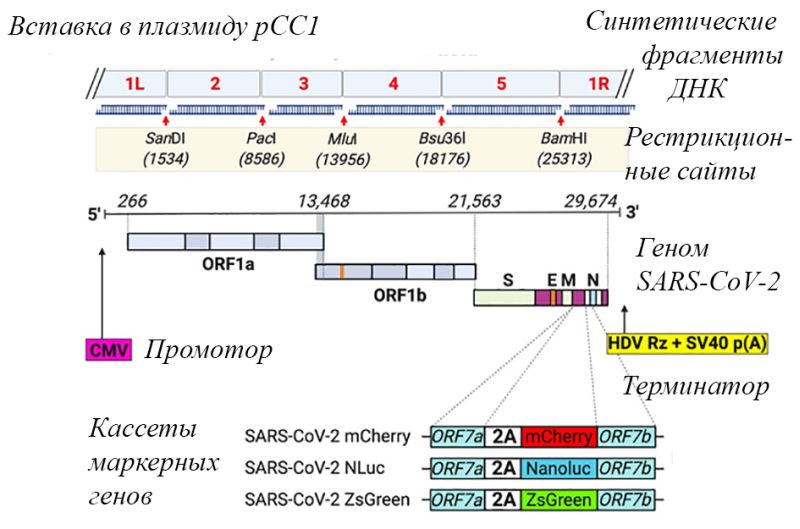 Рисунок 5 – Схема конструирования клона icDNA pCC1-4K-SARS-CoV-2-Wuhan-Hu-1. 