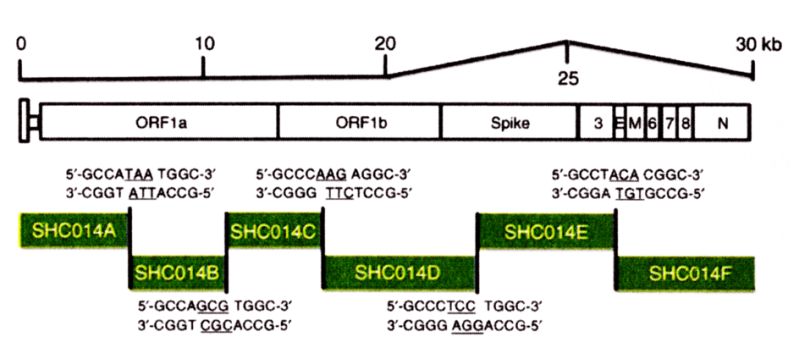 Рисунок 6 – Химерный вирус SHC014-MA15, способный к репликации в дыхательных путях человека и животных, имеющих рецептор ACE2 или его ортологи.