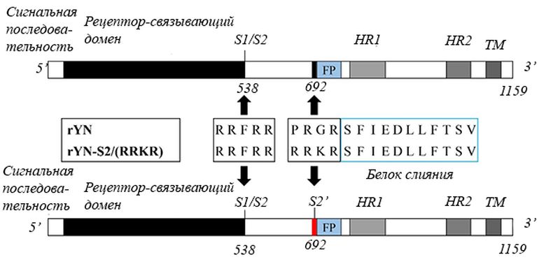 Рисунок 8 – Получение синтетического вируса бронхита кур rYN-S2/RRKR.